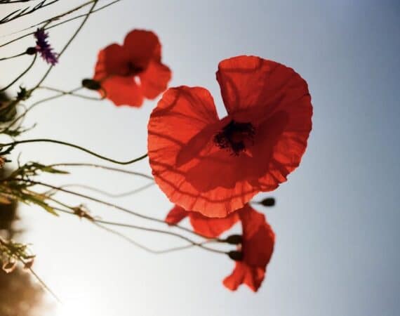 Wystawa fotografii Katarzyny Piórkowskiej: Analogowe Zioła Miejskie