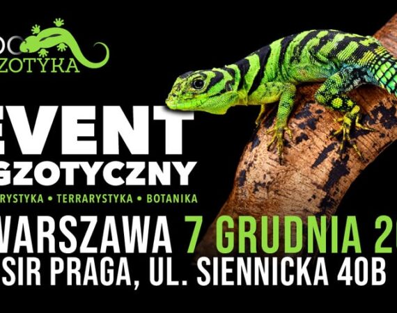 ZooEgzotyka
