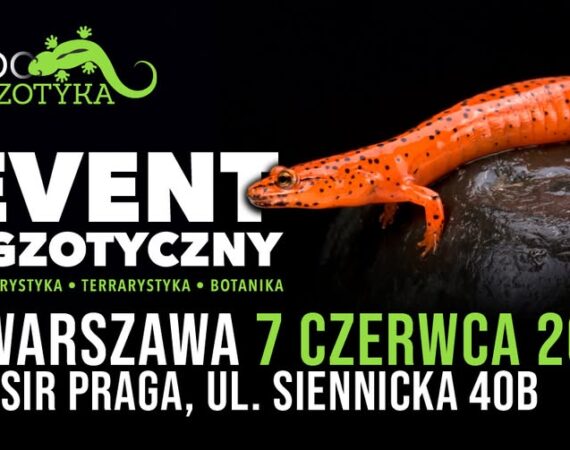 ZooEgzotyka