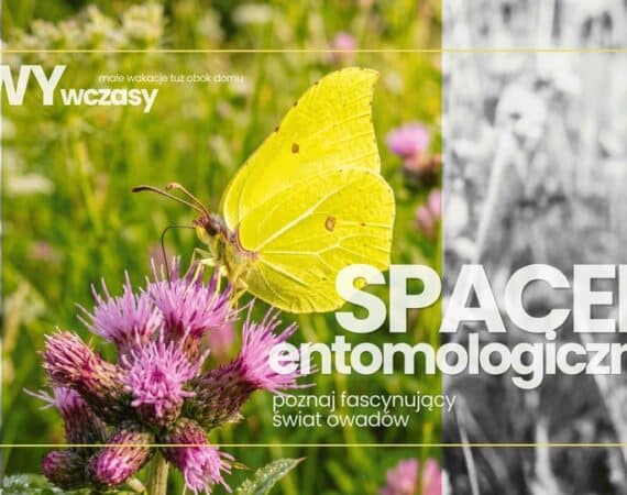 WYwczasy: spacer entomologiczny - poznaj fascynujący świat owadów