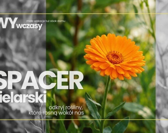 WYwczasy: spacer zielarski - odkryj rośliny, które rosną wokół nas