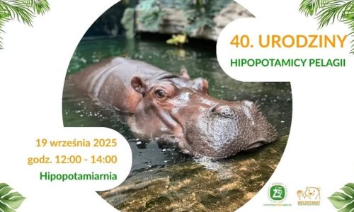 40. Urodziny Pelagii - najstarszego hipopotama w Polsce