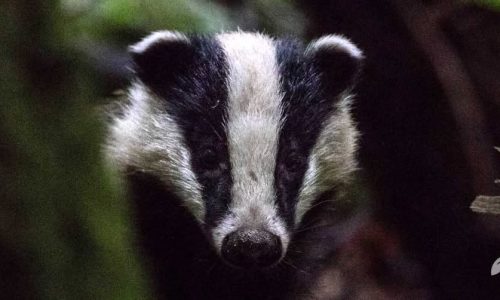 Borsuk – władca ciemności / Przyrodniczy wtorek z ekspertem