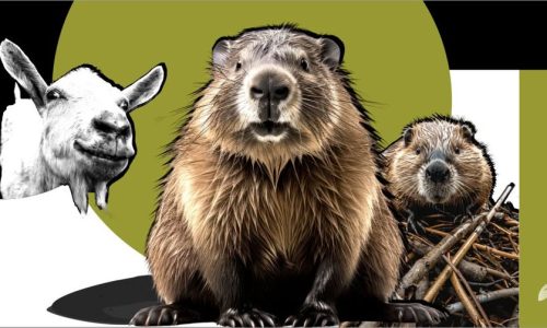 Dzień Bobra / spacery, warsztaty, wykład