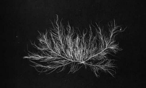 Hexvessel Aluk Todolo