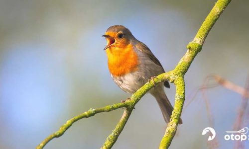 Poznajemy ptasie głosy / spotkanie z cyklu Ptasie Spacery