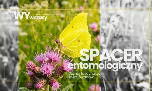 WYwczasy: spacer entomologiczny - poznaj fascynujący świat owadów