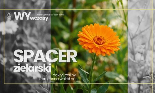 WYwczasy: spacer zielarski - odkryj rośliny, które rosną wokół nas