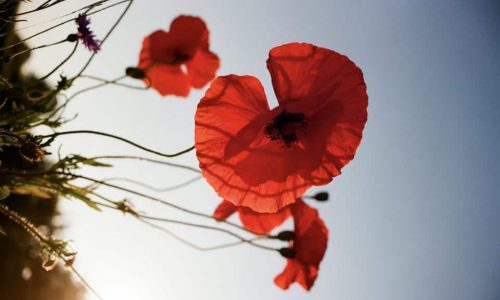 Wystawa fotografii Katarzyny Piórkowskiej: Analogowe Zioła Miejskie