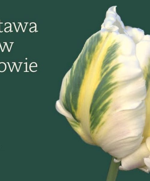 XVI Wystawa Tulipanów