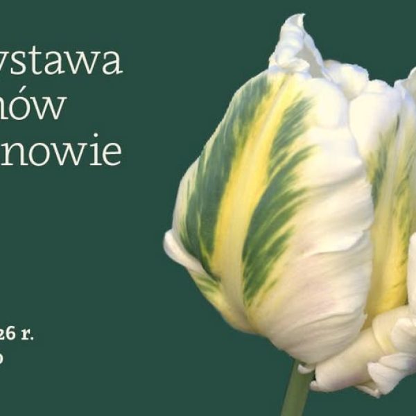 XVI Wystawa Tulipanów