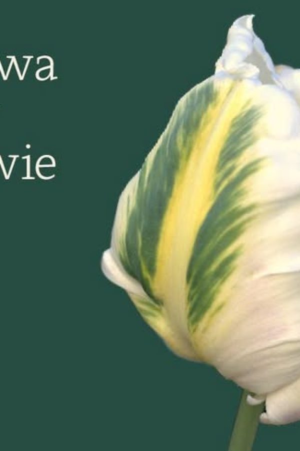 XVI Wystawa Tulipanów