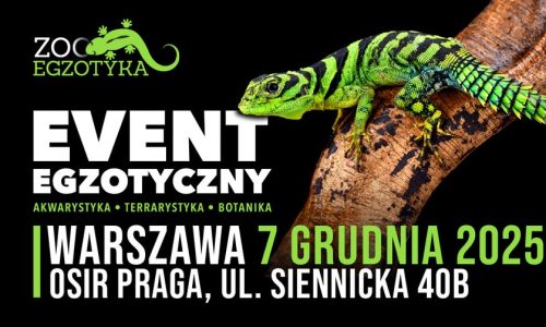 ZooEgzotyka