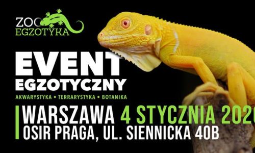 ZooEgzotyka