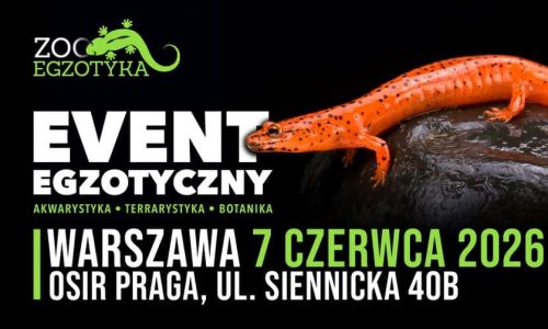 ZooEgzotyka